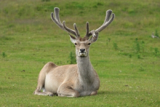 Pensive deer